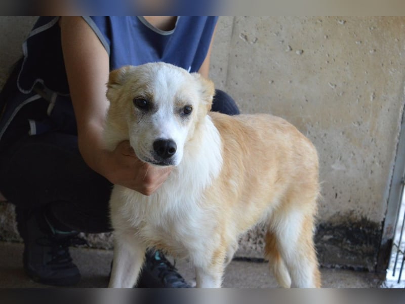 Simbad - Laute Fragen ? Leise Wünsche