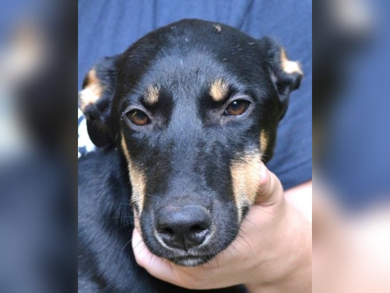 Domitia - neugierige Junghündin mit sanftem Wesen