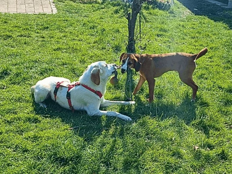 Deddy -  Mit neugierigen Pfoten ins Leben