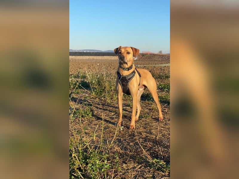 Jasper - Warten auf den einen Menschen