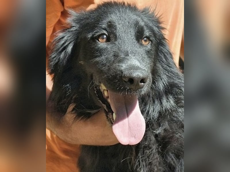 Settimio - Ich bin da, jetzt läuft's!?