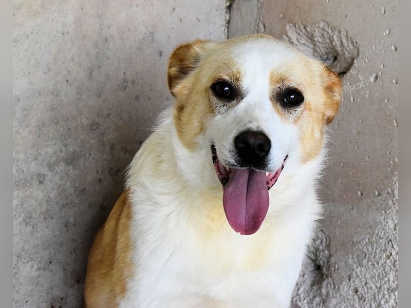 Simbad - Laute Fragen ? Leise Wünsche