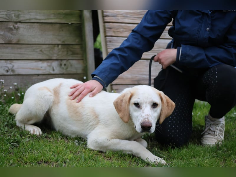 Peppino - (Dringend Zuhause oder Pflegestelle gesucht) Die Welt ist groß, ich will sie mit dir sehen