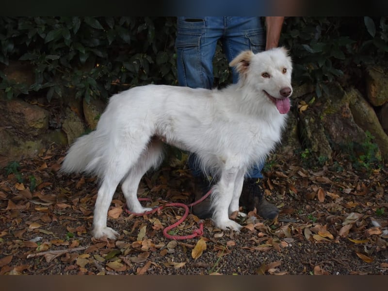 Roxanna - Die Ware Hund