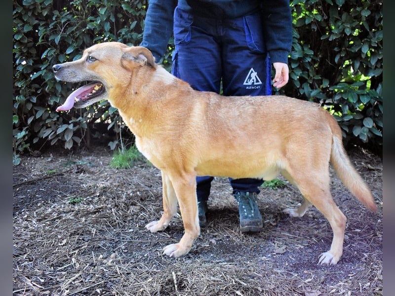 Cesny - Noch ist es nicht zu spät, aber es wird höchste Zeit!