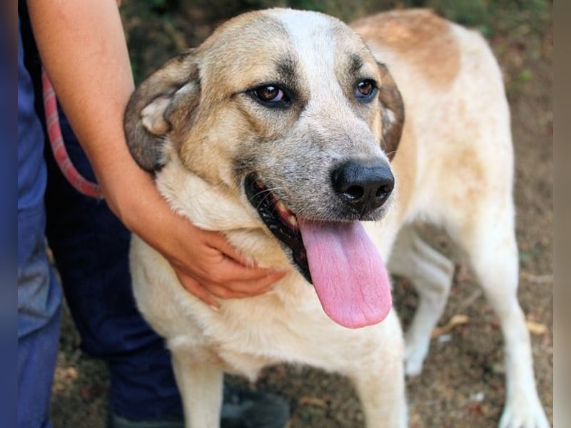 Solidea - 744 Stunden