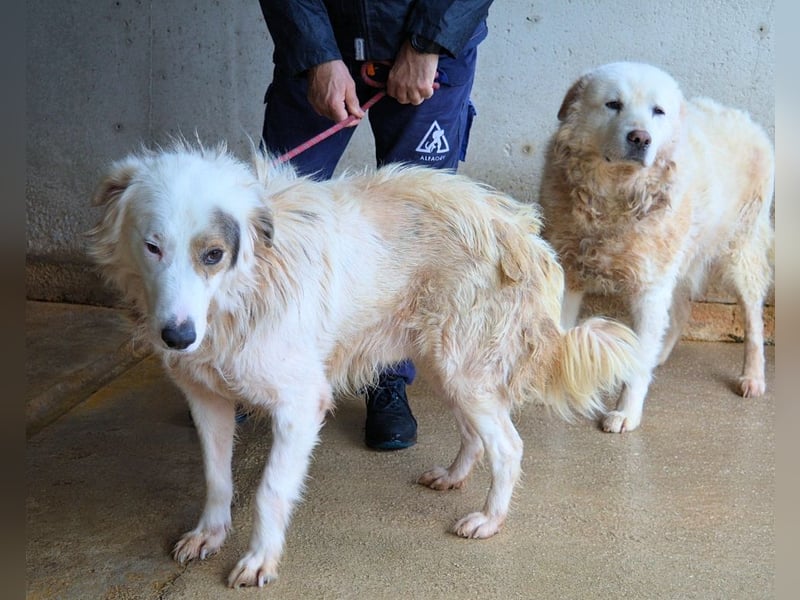 Bailoch - Zeig mir doch bitte...