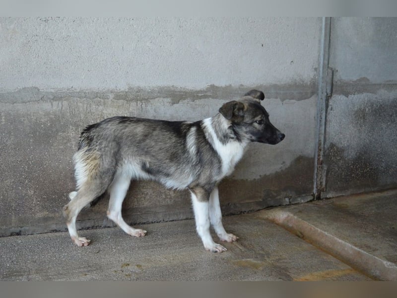 Quelisia - Kleines Schwesterchen, was nun?