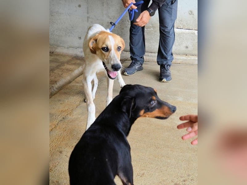 Molletta - Junghündin sucht Anschluss mit Streicheleinheiten