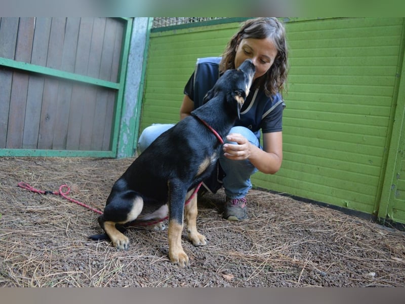 Djamica - fröhliche Junghündin mit offenem Herzen