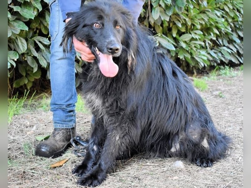 Settimio - Ich bin da, jetzt läuft's!?