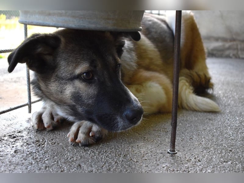 Quorivah - Kleines Hundemädchen, was nun?