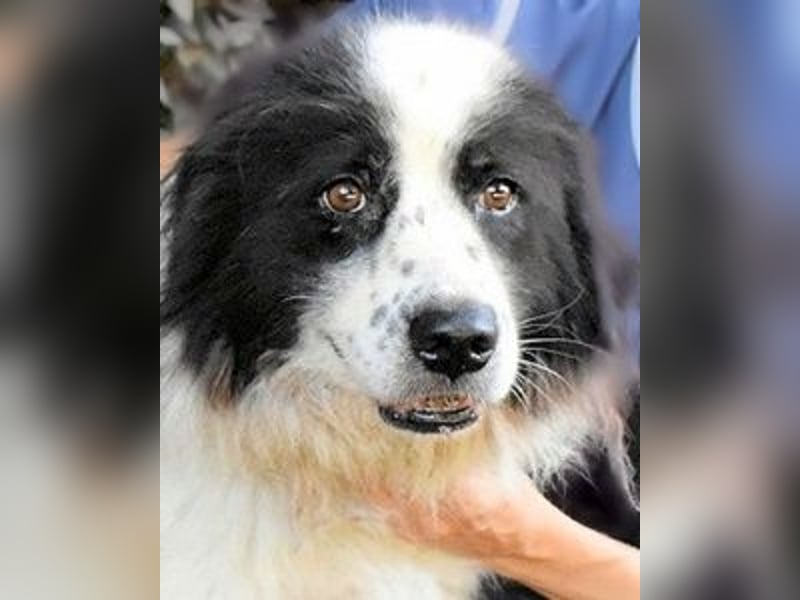 Puccie - unser liebes Mädchen...