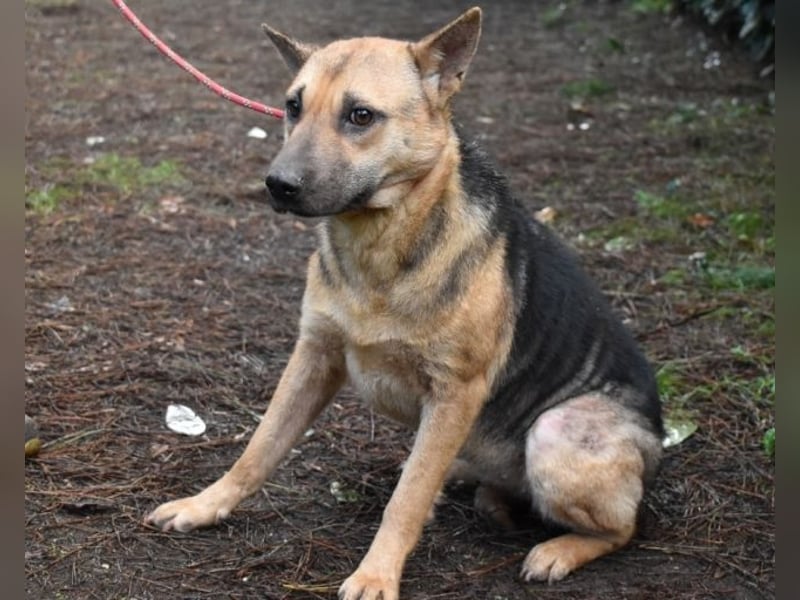 Alvida - warum tun sie das?