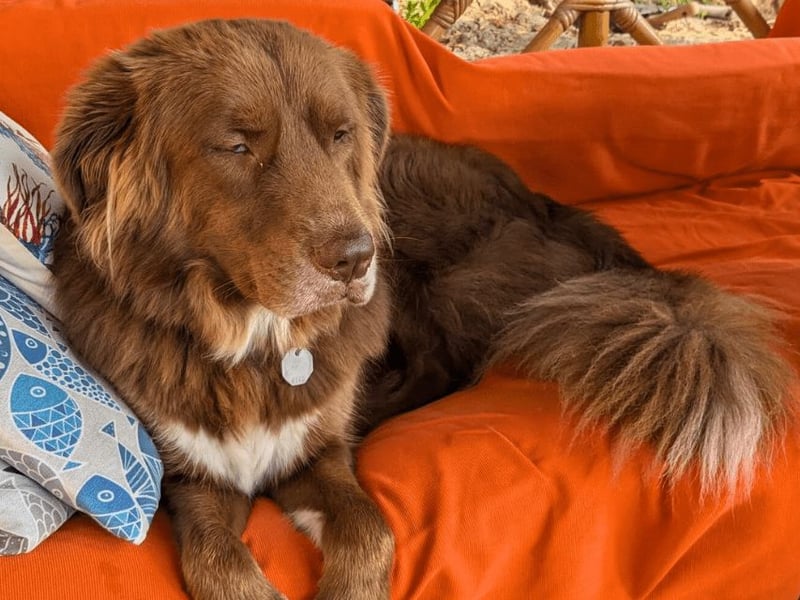 Eurialo - SOS - Dringend Pflegestelle oder neues Zuhause gesucht/Wenn du alles verlierst