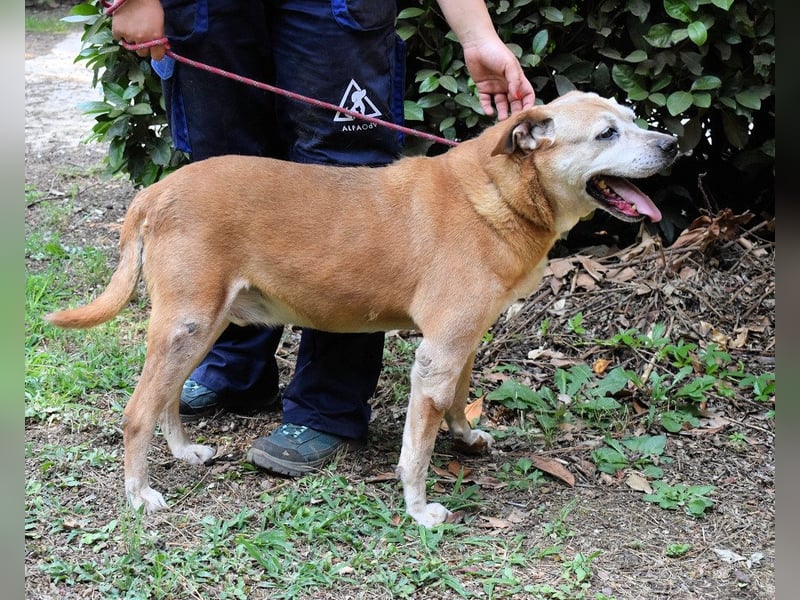 Rinaldo - Gold-Senior sucht dringend Zuhause