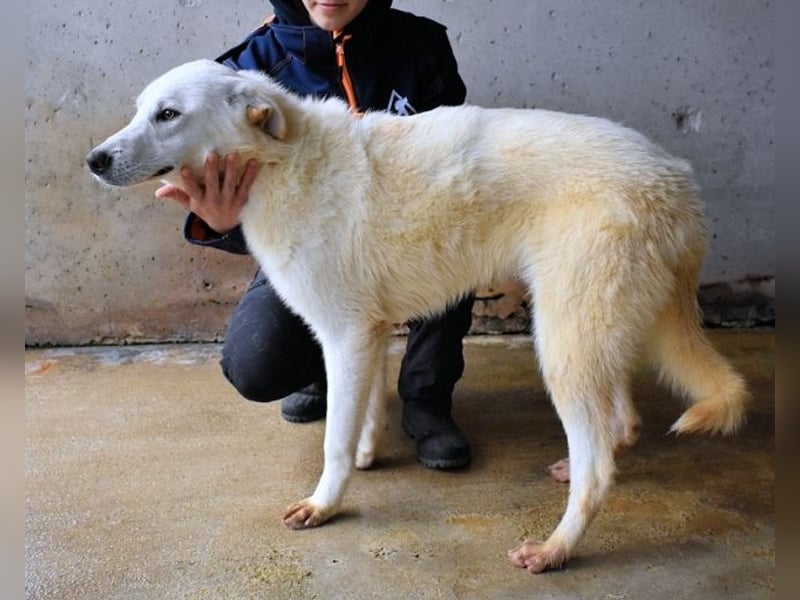 Weeke - Knopfaugen auf der Suche nach einem Lieblingsmenschen