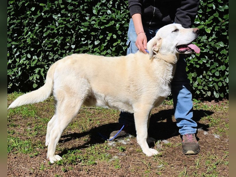 Scoutie - Ein riesiges Missverständnis!