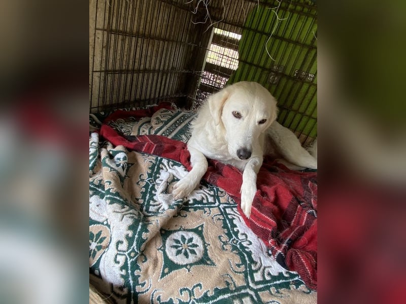 Numa - Gesucht: warmes Plätzchen, um aufzutauen