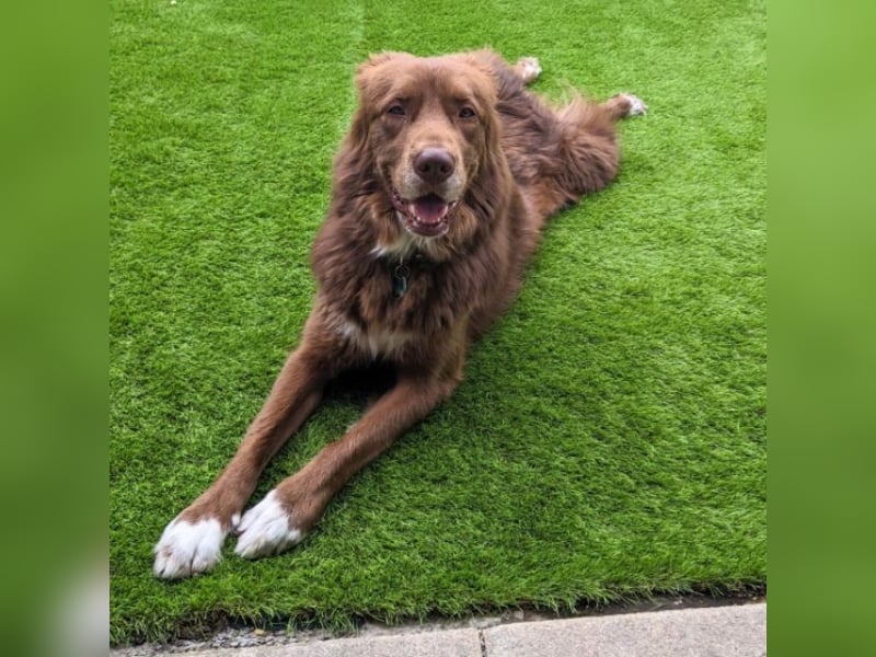 Eurialo - SOS - Dringend Pflegestelle oder neues Zuhause gesucht/Wenn du alles verlierst