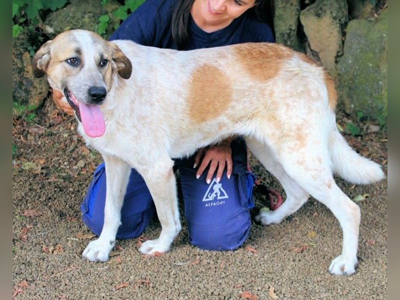 Solidea - 744 Stunden