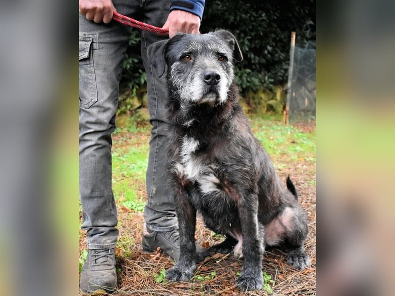 Baldovino - Lieber, großer Kerl fragt: Darf ich zu Dir?