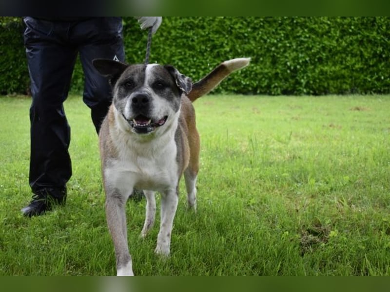 Chucky - Großer Hund sucht großes Herz