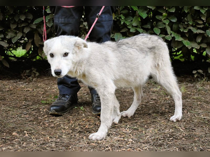 Kemyra - Ein "Wölfchen" sucht sein Rudel