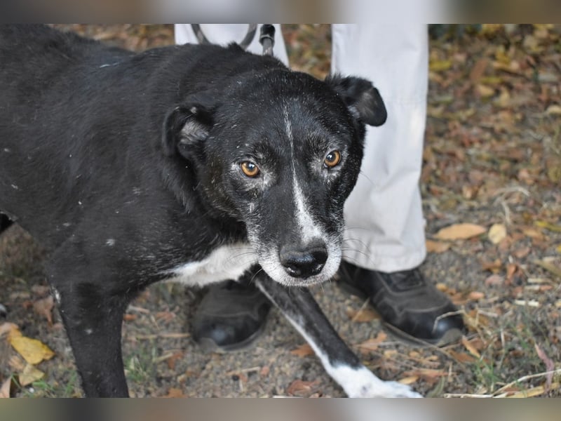 Elowen - eine Tänzerin im Mondlicht, bis die Sonne die Träume verjagt