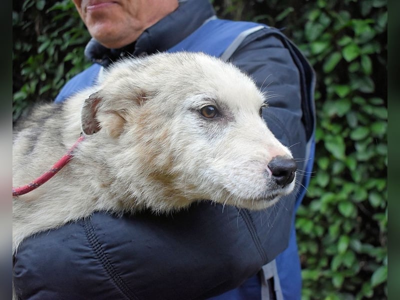 Kemyra - Ein "Wölfchen" sucht sein Rudel