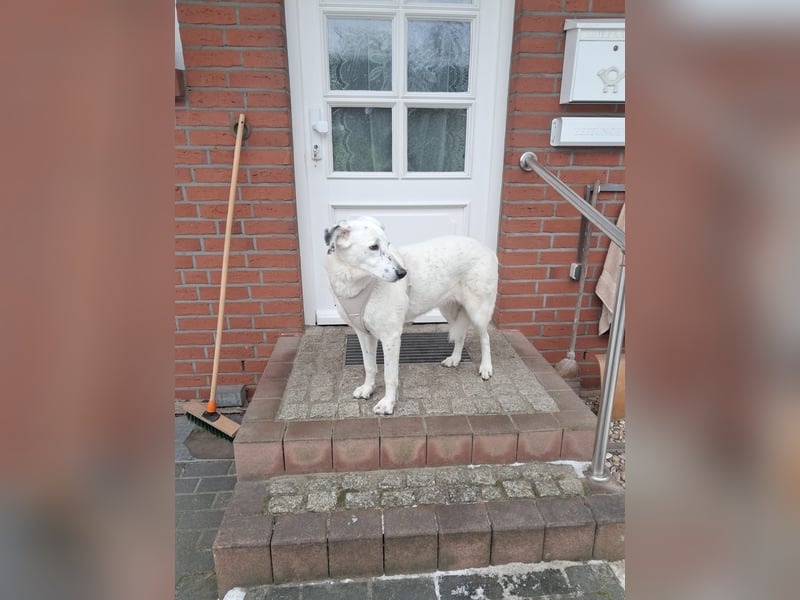 Gina - SOS - Dringend neues Zuhause oder Pflegestelle gesucht - Auch sie droht alles zu verlieren