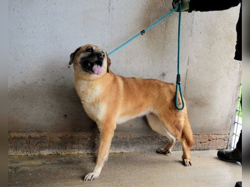 Astrea - Eine Hündin, die nach den Sternen greift