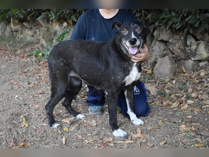 Elowen - eine Tänzerin im Mondlicht, bis die Sonne die Träume verjagt