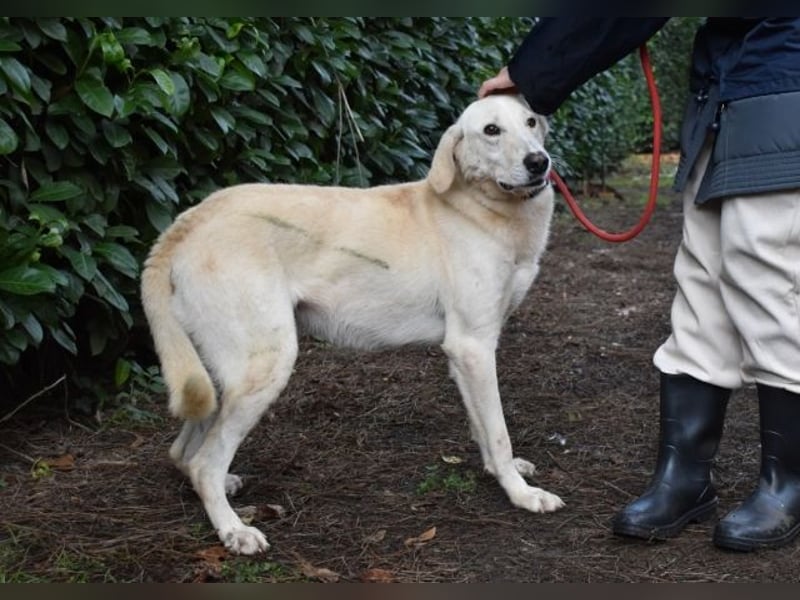 Popeye - Auf zögerlichen Pfoten ins Glück