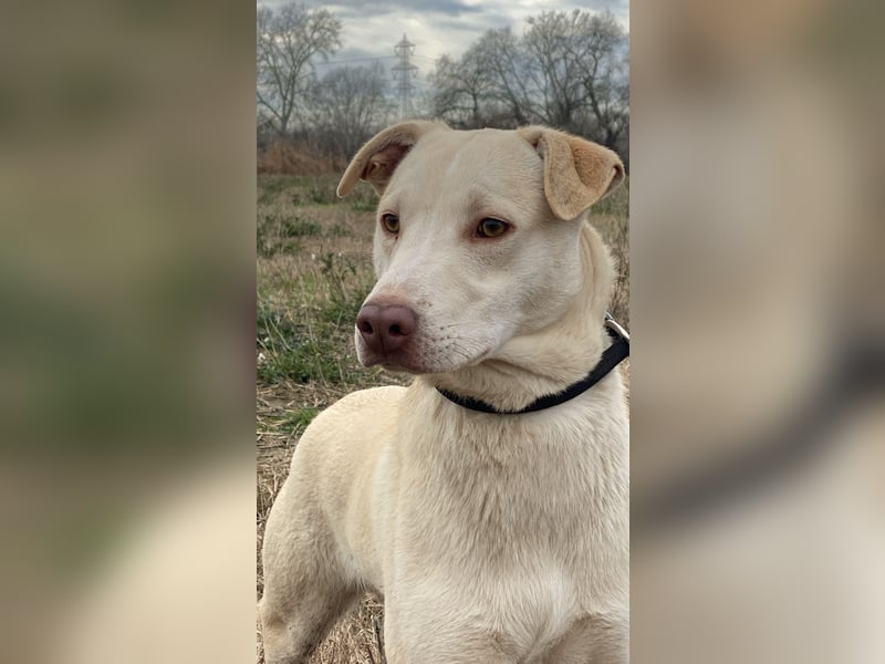 Titanio - er findet seinen Weg