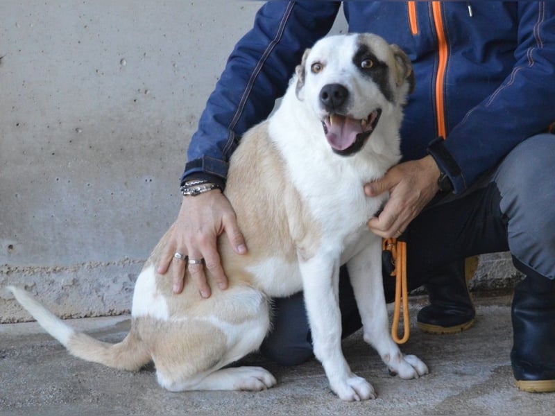 Dayra - freundlich, sanft und bereit für ein schönes Zuhause