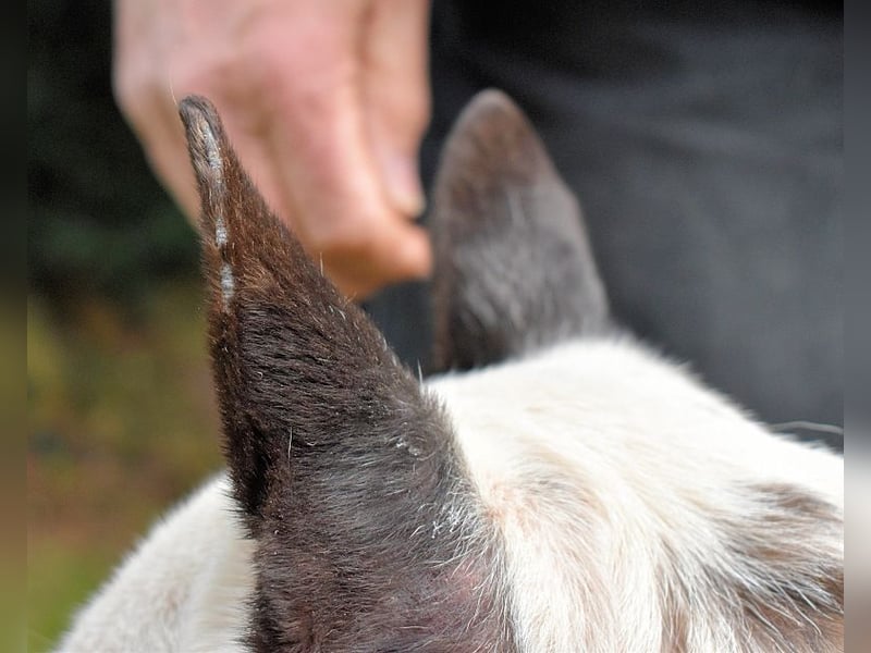 Camellia - Notfall - Was wäre gewesen, wenn ...