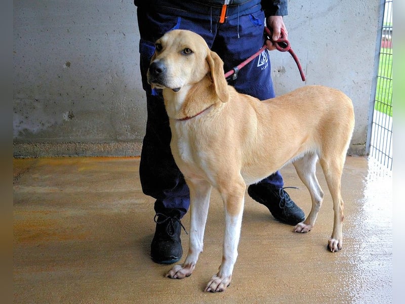 Wiper - Menschisch A1 - Wiper sucht Lehrer