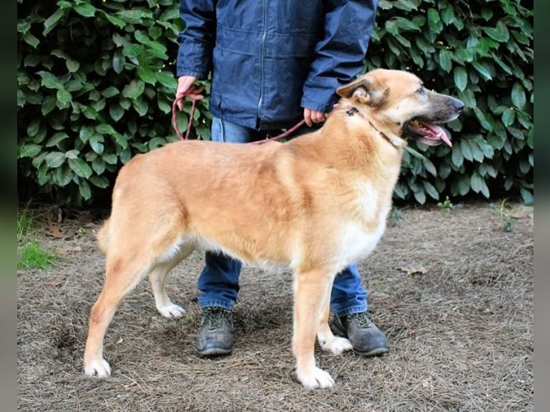 Oddy - Der "Seltsame" mit den Bernsteinaugen