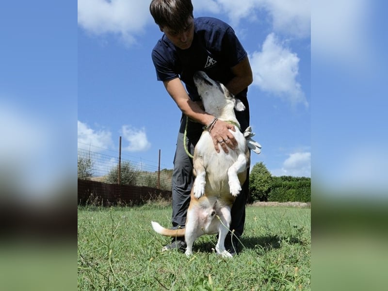 Chucky - Großer Hund sucht großes Herz