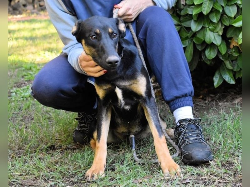 Drifa - vorsichtiges Hundemädchen auf der Suche nach Geborgenheit