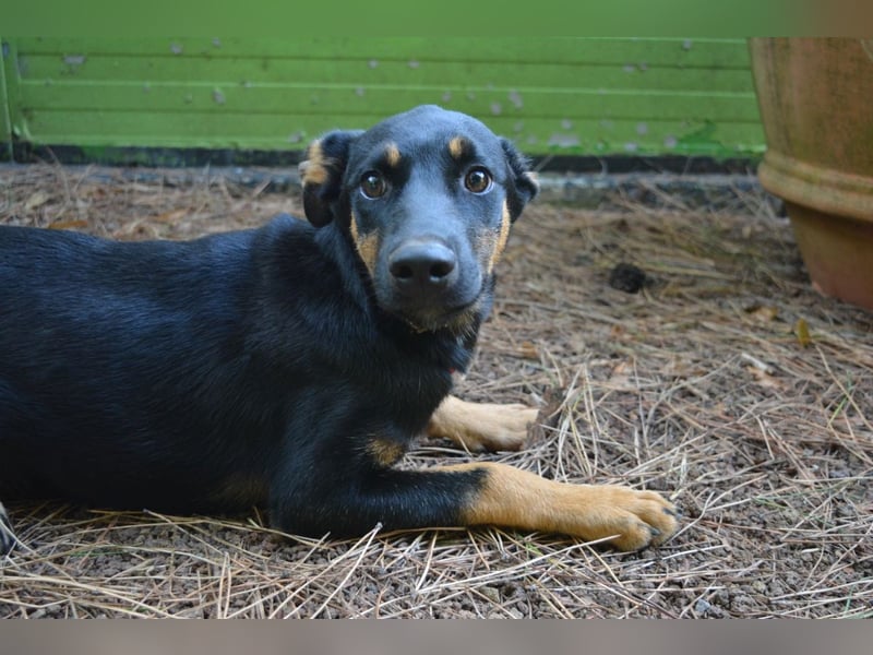 Djamica - fröhliche Junghündin mit offenem Herzen