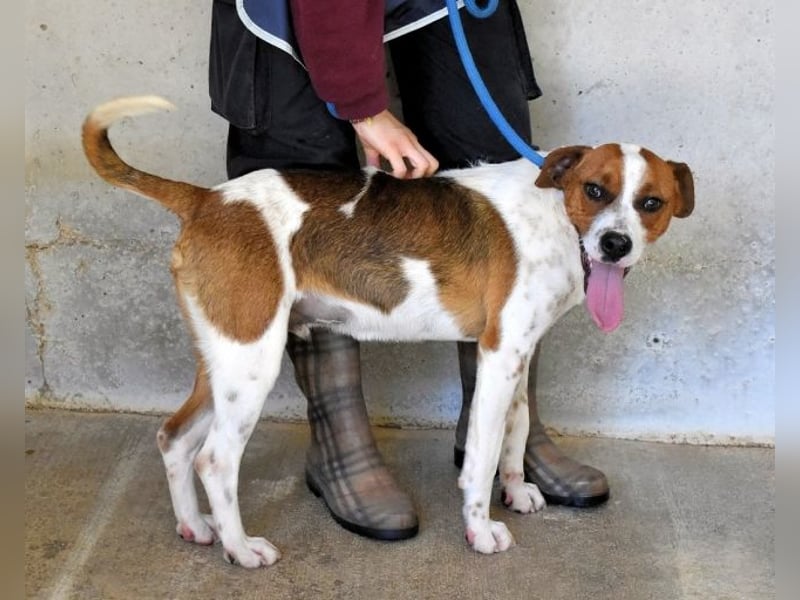 Olli - Quirliges Hundekind braucht dringend Familie