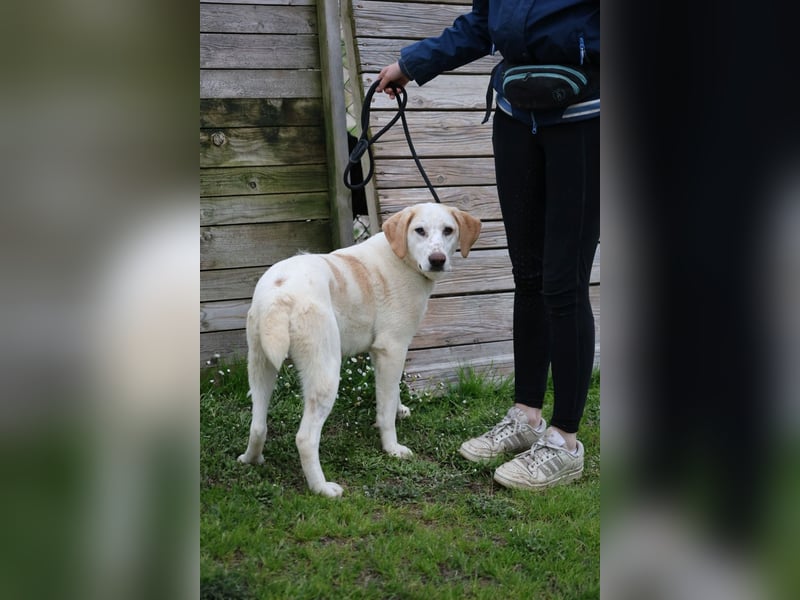 Peppino - (Dringend Zuhause oder Pflegestelle gesucht) Die Welt ist groß, ich will sie mit dir sehen