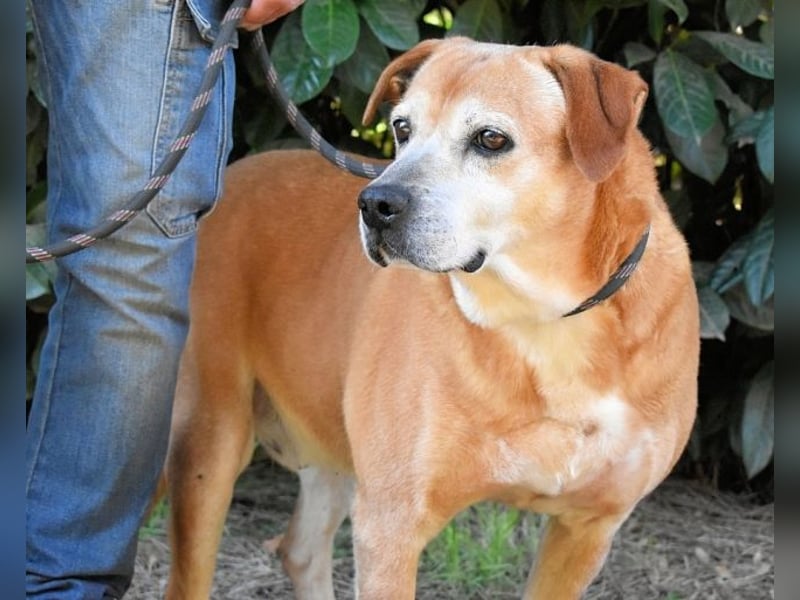 Rinaldo - Gold-Senior sucht dringend Zuhause