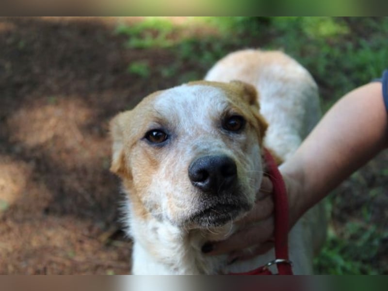 Zoilo - Z wie Zuckersüß und Zauberhaft