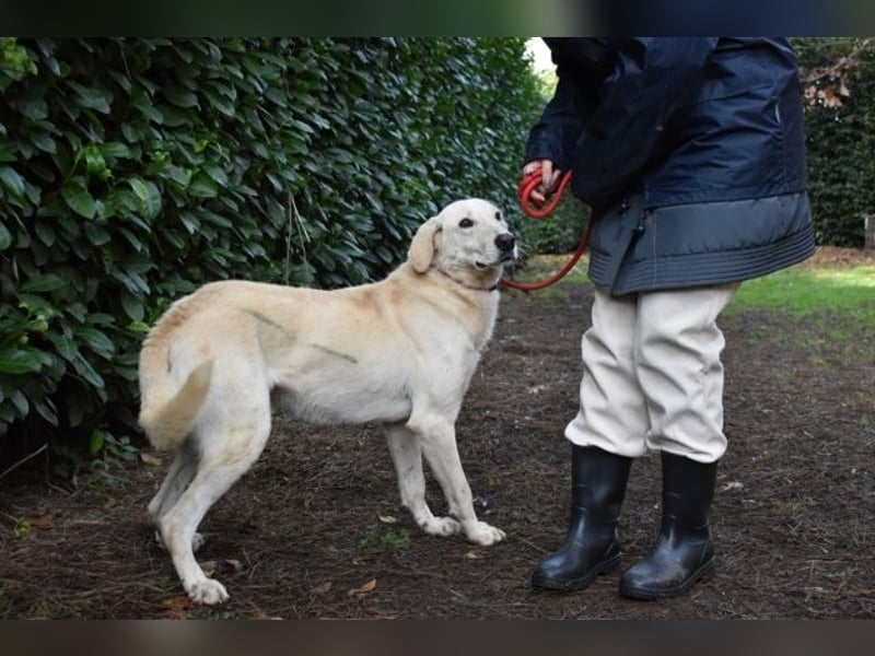 Popeye - Auf zögerlichen Pfoten ins Glück