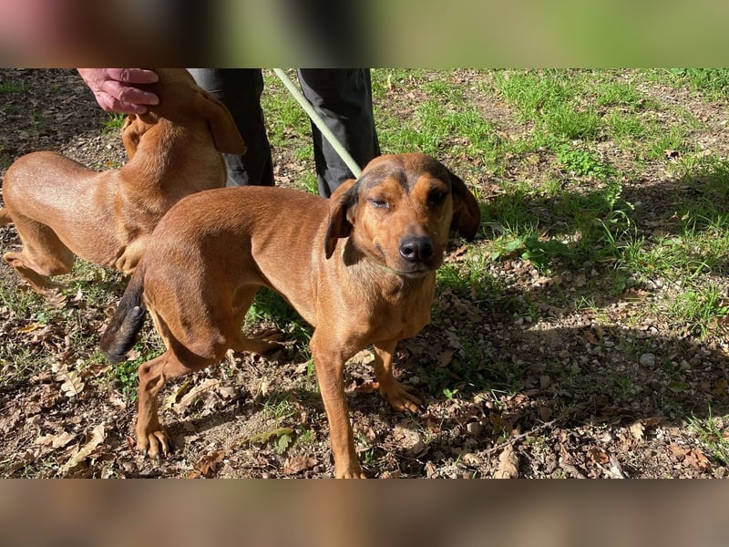 Yola - (Dringend Pflegestelle oder Zuhause gesucht) wie bei Hänsel und Gretel - nur schlimmer