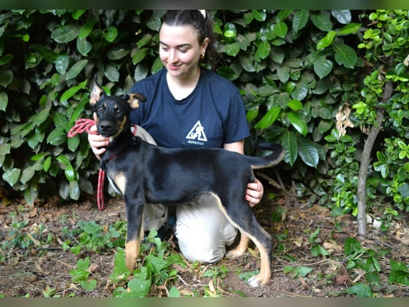 Drifa - vorsichtiges Hundemädchen auf der Suche nach Geborgenheit