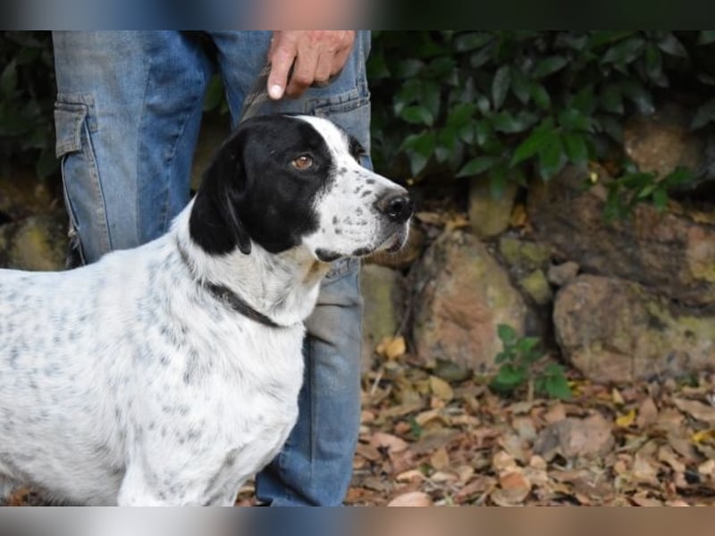 Demetrius - Sensibler Hund in großer Not